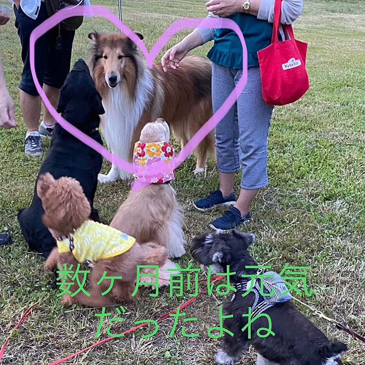 それともう1🐶年末に同じく虹の橋へお引越ししたラフコリーくん7歳🌈

歩き辛そうにしていたので病院に行ったら足に癌が見つかりあっと言う間のお別れになったそうです🍀

クリスマス直前に会った時に『家ではほぼ寝たきりで目にも力が無くもう来れなくなるかもと思ったから最後に連れて来た』と仰っていました😞
