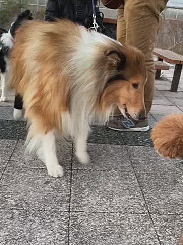 でも次から次にお友達や飼い主さんが集まって来たら少し表情が変わり飼い主さんが介添えしたら何と歩き始めたんです😭

柴ちゃんもコリーちゃんも元気な時からたくさん遊び楽しい時間を過ごしたこの場所や飼い主、犬から最後までパワーを受け取っていたんだなぁと感慨深い不思議な気持ちになりました✨✨

ハッピーにとってもこの場所がそんな素敵な場所になれば良いなと思いました💗