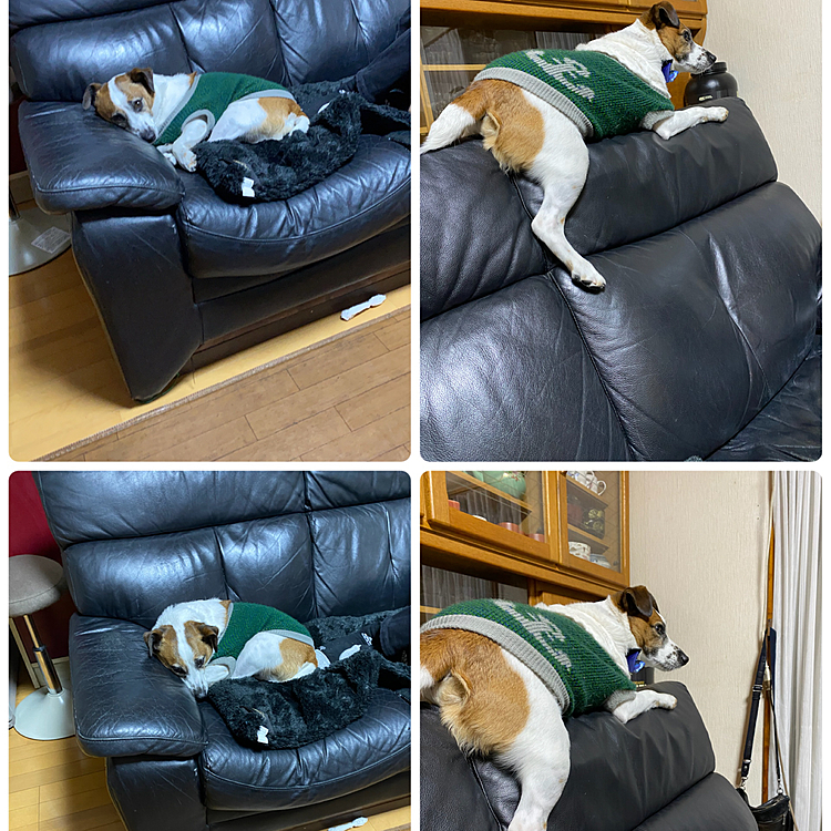 午前中は寒くて丸く、午後は元気に