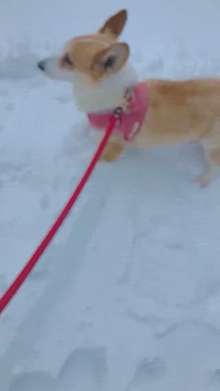 見た目わからないけど、雪かきで寄せたモッサリの雪の山の山頂に立ってます🤣🤣🤣
眺めはイマイチだって🤣
雪食べてからの下山🤣🤣🤣
小さい山の登山完了🤣