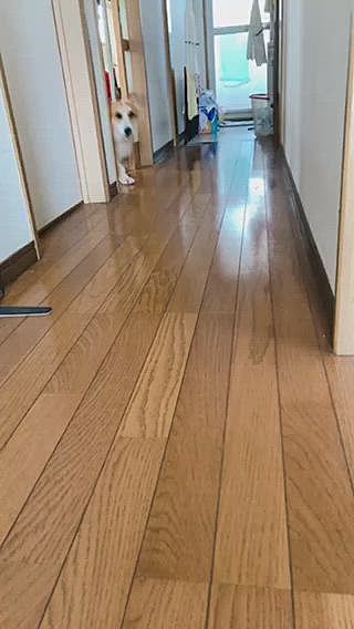 玄関で呼んでみたら🤣
部屋と玄関行ったり来たり🤣😃🤣
呼ぶと何回もやるから面白い🤣🤣🤣
おかーたんの愛情こもった??悪戯に付き合わされてたまあるでした🤣笑笑