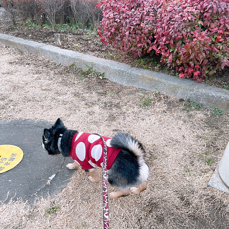 
赤いセーターに
赤い葉っぱ🍂🍂

寒くても元気元気🎶

今日もオトモダチを探す旅🐾



