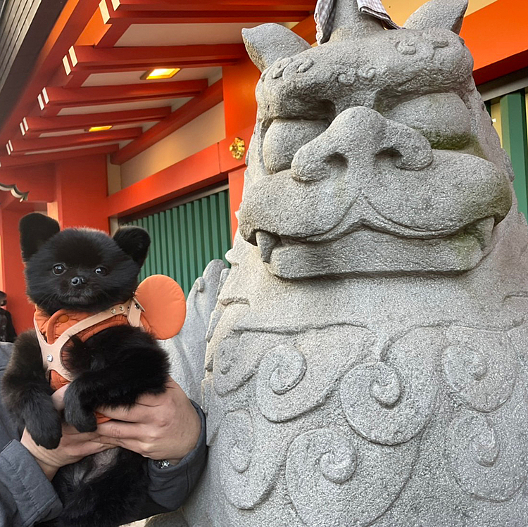 初詣は犬のお守りもある千葉神社に行ってきました(-人-)