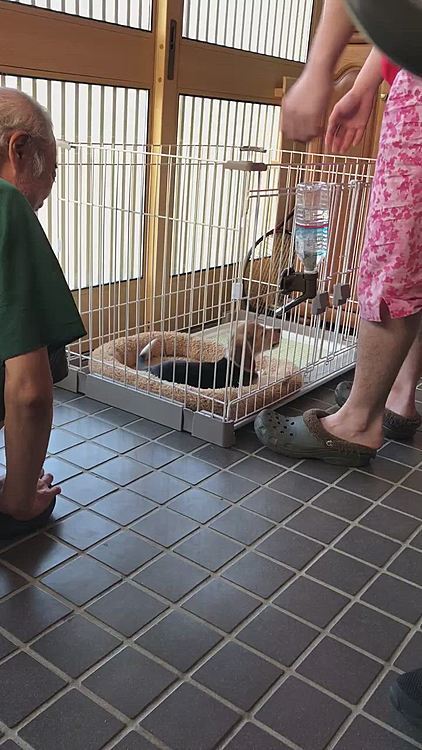 今日2回目の投稿です😊🙏🐶💕
ココ🐶❣️幸せをありがとう✨🍀