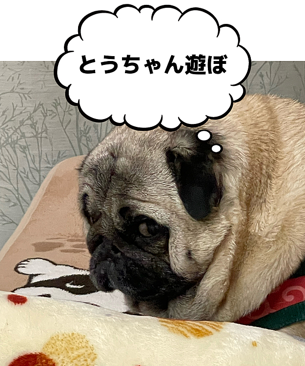 在宅勤務のとうちゃん、お家にいるのに遊んでくれません💢