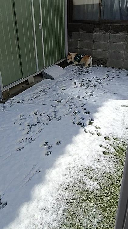 先週の雪遊び☃️
今回は娘が学校でいなかったので、お庭の雪をひとり占め🐶😁