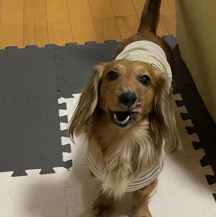 ペロリ😋