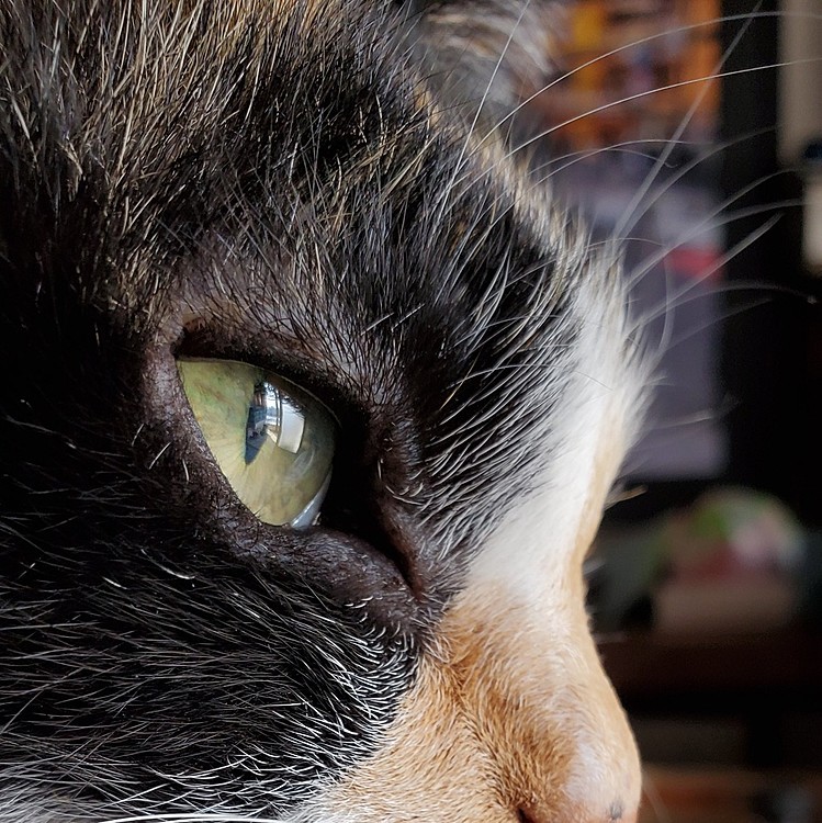 この瞳を守りたい…
(高齢ねこ)