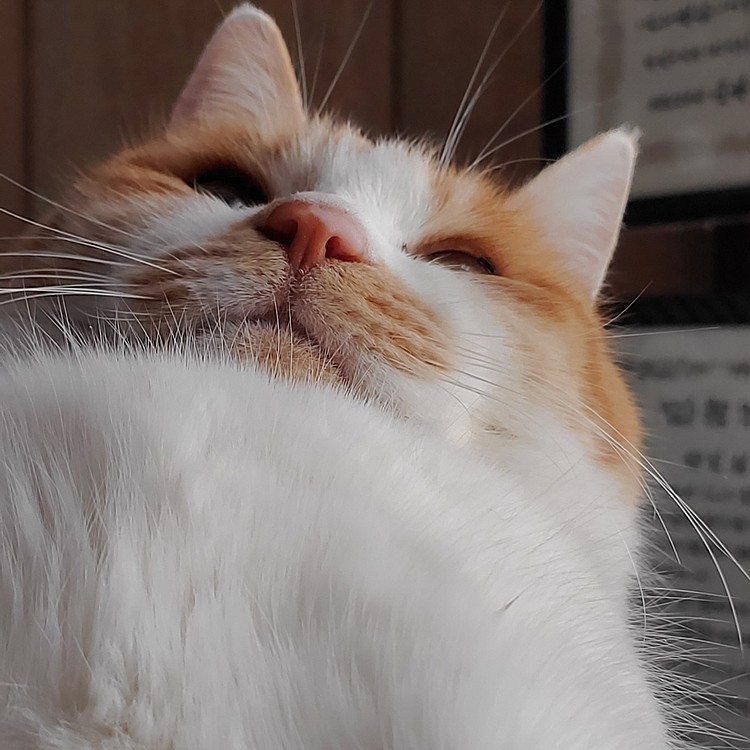 ついに巨大化しました😾
#下から撮った
#見下ろしねこ