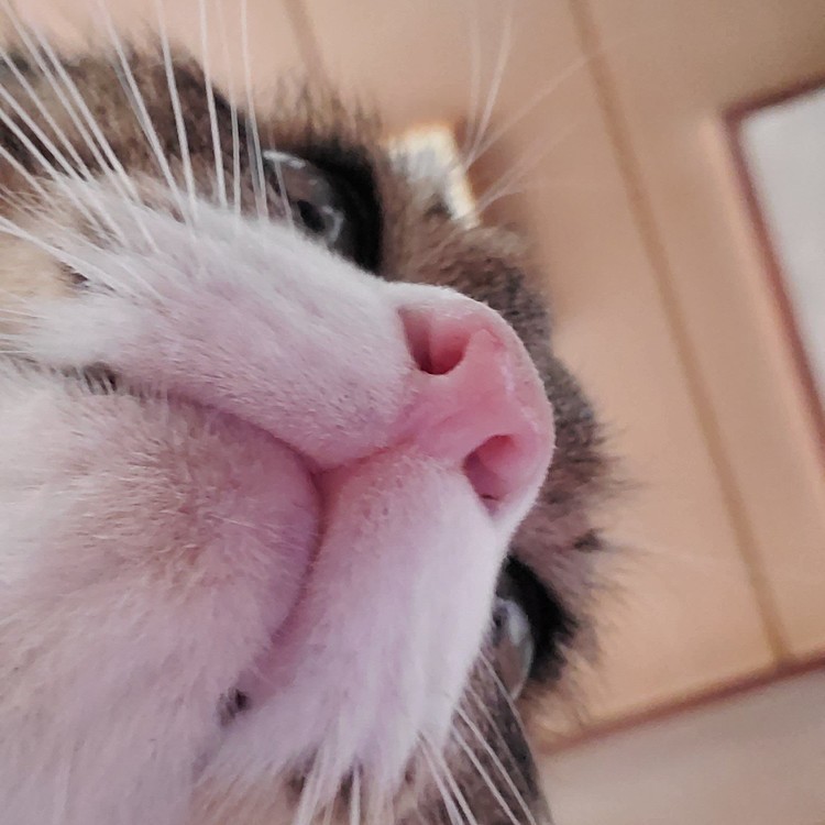 ついに巨大化しました😾その2
#下から撮った
#見下ろしねこ