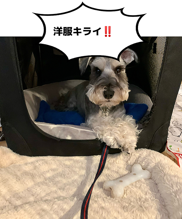最近お散歩行こうと言うと自分の部屋に隠れます❗️