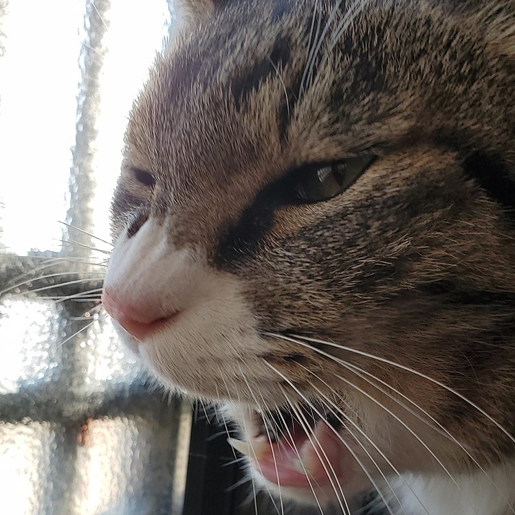 オッサンである証拠。
ペロペロついでに、あくびの瞬間😽