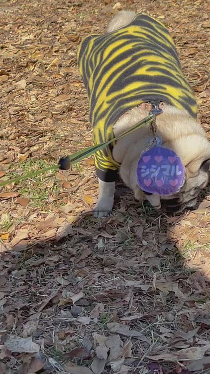 帰り道途中の公園で枯葉ガサガサお散歩🐶
