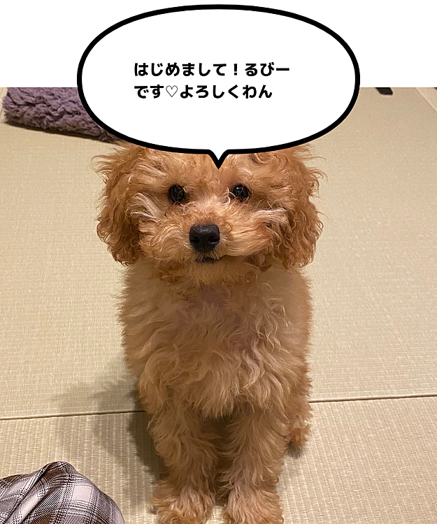 もうすぐ生後半年になるトイプーのるびーです💕誕生石から名付けました。
