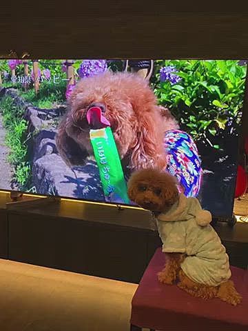 そしてたまたま録画した番組のCMにちゅーるのハッピーバージョン‼︎(2020年いなばWanちゅ~るCM_Part2)せっかくなのでTVの中のハッピーと記念撮影💕
可愛い顔で止めてとリクエストするも1秒程度の出演の中でまともな顔はありませんでした😂😂