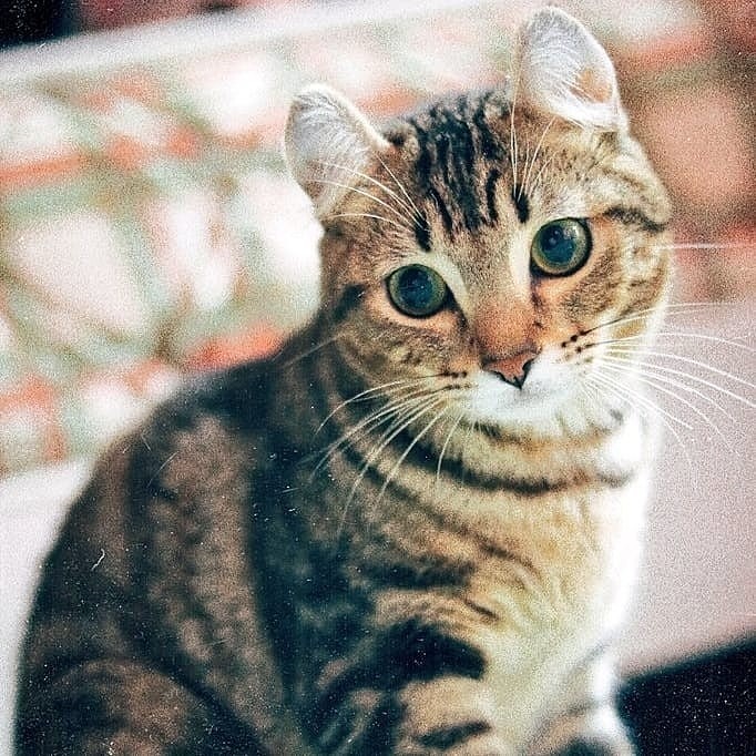 実家の獅子丸🐯
あー可愛い♥