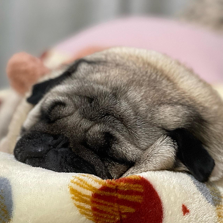 ししまる10kgの大台に‥😥
先生からダイエット指令に飼い主反省😓😓😓
しばらくウマウマ辛抱です🐶
