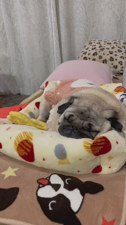 ※音量注意
寝る子は育つ💤
爆睡中です🤣