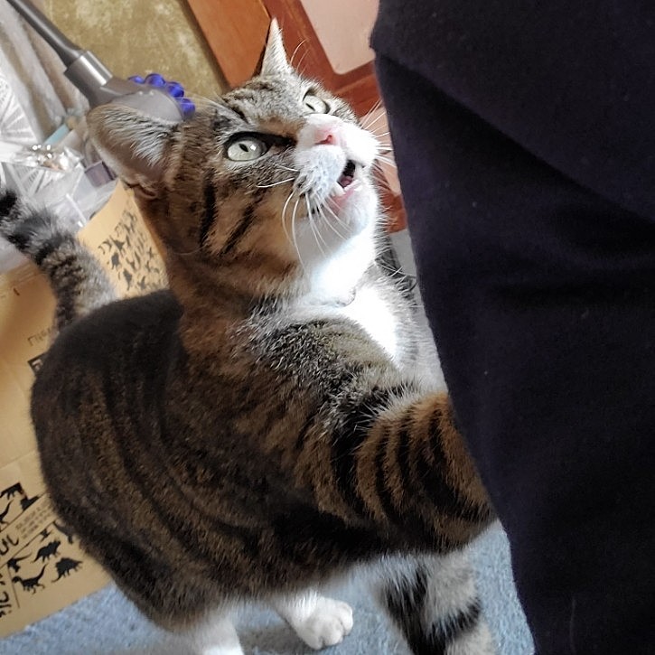 ヨーヨーネーチャンヨー😽
カリカリくれよー🕶️🐠
#背中におねだり
#爪がイタイぞオイ