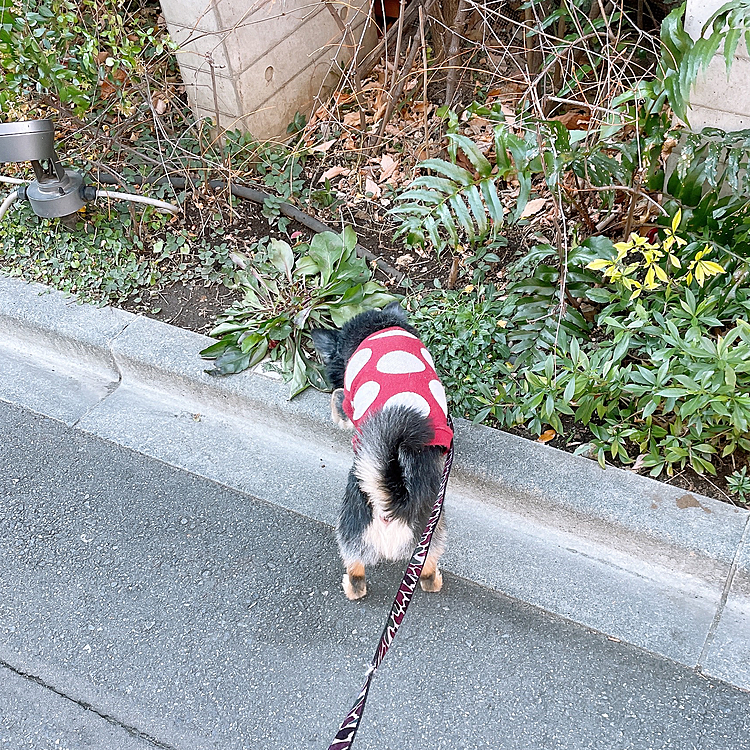 クン活に励むとらくん🐽

寒くてポンポンが冷えるのか、
うんちの回数が増えるとらくん🐯笑

今日もちいさな冒険です🐾

