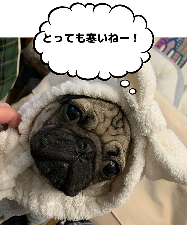 今日は寒い中お散歩頑張りました🚶‍♀️！^ ^
マイルスです🐶❤️🐾