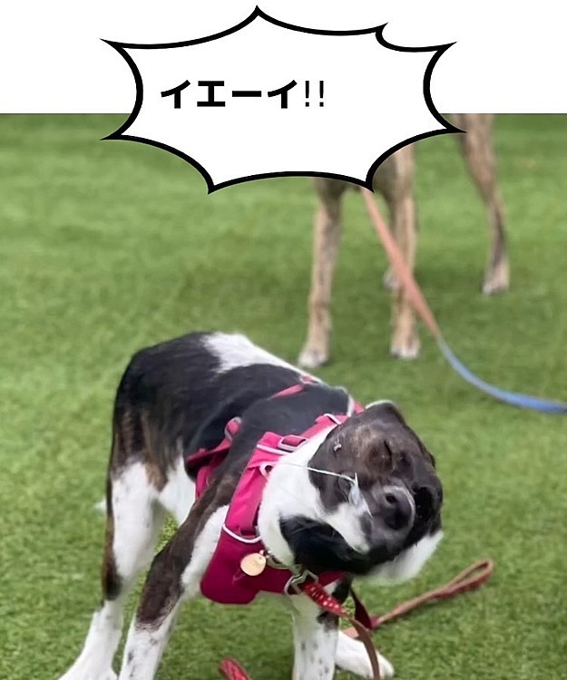 ヨダレを吹き飛ばした瞬間( ´･ω･`)
顔がすごい( ´･ω･`)
