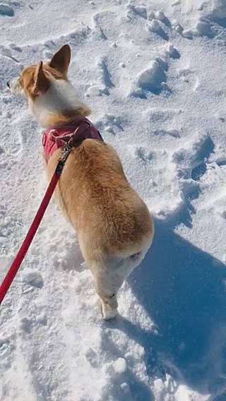 気を取り直してお散歩へ😃
天気が良くて雪が反射して目がおかしくなりそうです🌀
相変わらず鼻を。。あ、顔全体を雪に突っ込んでます😃洗顔してんの?笑笑
だれかのお手紙がそんな奥にあるのか?笑笑