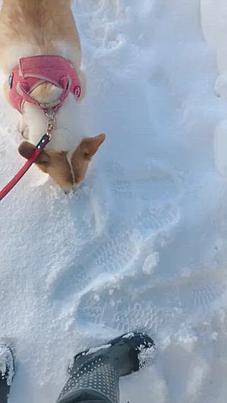 そんでもって、再度雪かきに精を出しました🤣🤣🤣
今年は何回やればいーのか💦🌀
もう雪寄せるところないよー。
もっと敷地広ければよかったわ🌀