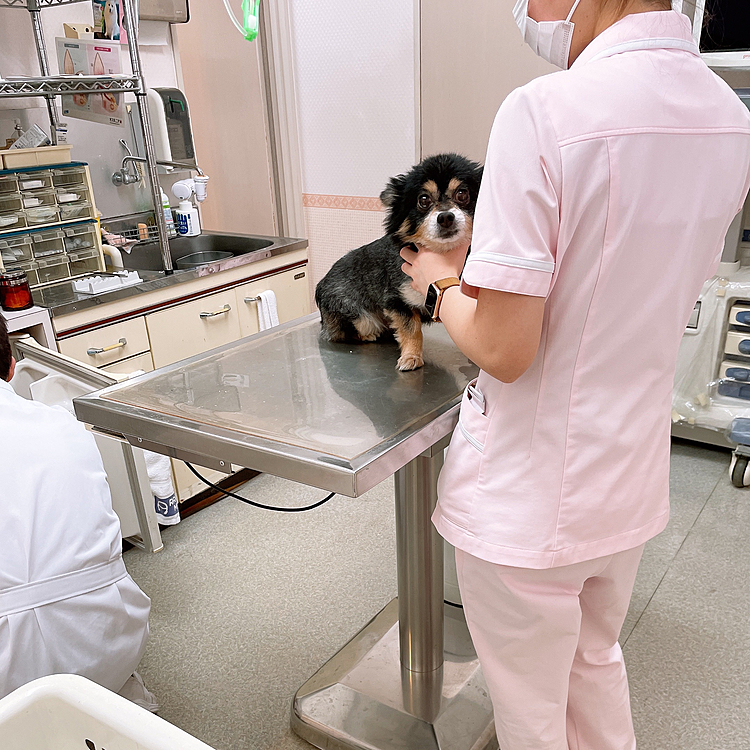 
🐯「こわい....」

混合ワクチンしてきました💉💉💉

チックンするのに、
ブルブルで硬直状態😂💦

可哀想なんだけど、、怖がってるところも可愛い(親バカ🤣)

とらくん、よく頑張りました✌️💮

