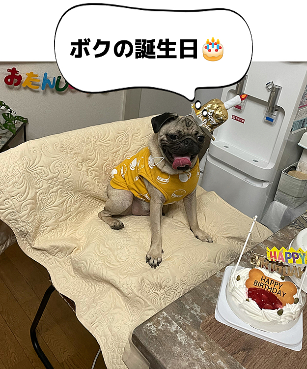 （1thのお誕生日）⭐️
誕生日🎂ケーキでお祝いました🐶🐾☺️
