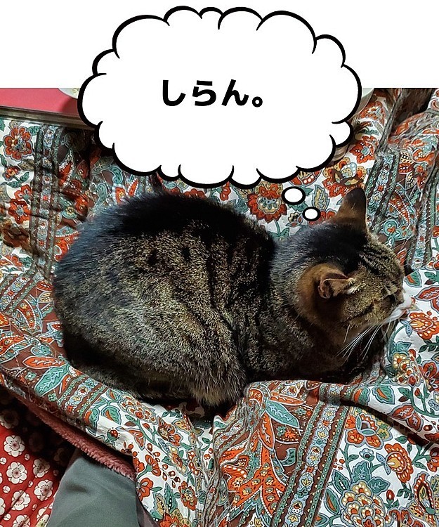ご…ごはんが…食べれません…
#お腹へった
#ねことこたつ
#猫好きさんと繋がりたい
#猫のいる暮らし