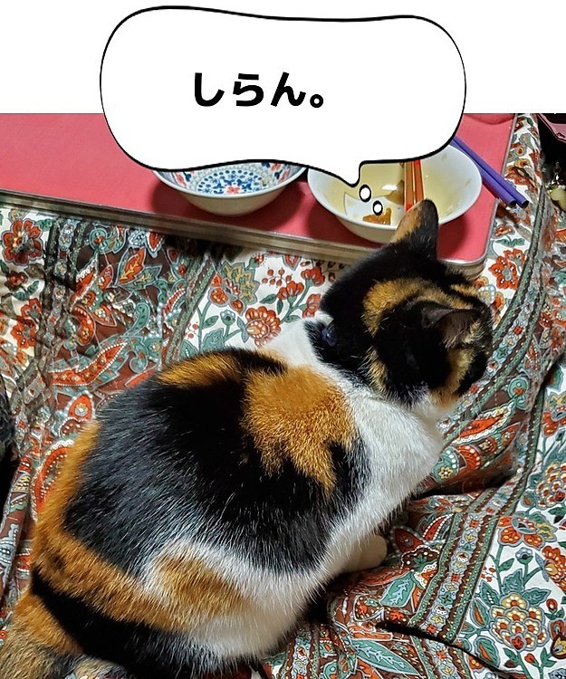 しょ…食器が…片付けられません…
#お腹いっぱい
#こたつねこ
#高齢ねこ
#ねこ好きさんと繋がりたい
#猫のいる暮らし