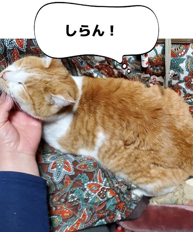 か…帰れません
#こたつねこ
#みんなモフったから
#また会おうね
#猫好きさんと繋がりたい 
#猫のいる暮らし