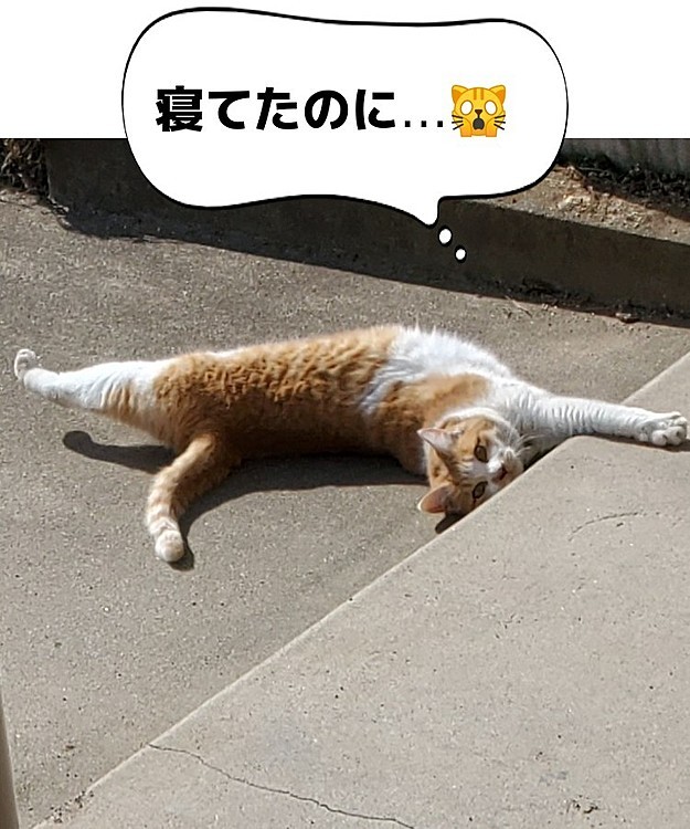 ネエチャンおかえりー
起こされて何ともいえない顔😅