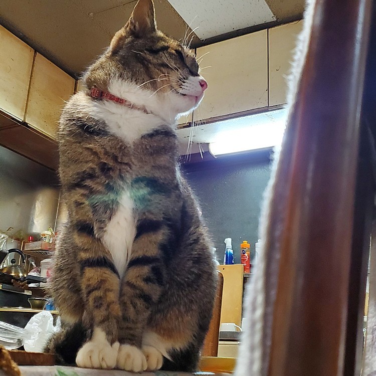 前足そろえて座ってるのみて
#どこに乗ってるん
#カメラ向けるとそっぽ向く
#ツンデレかよ
#猫好きさんと繋がりたい
#猫のいる暮らし 
