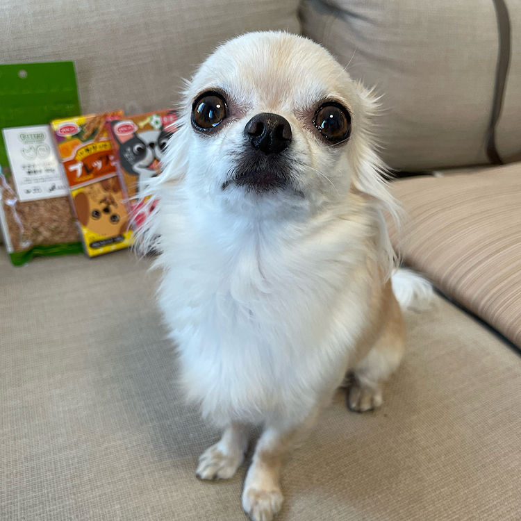 写真を撮っていたら前にきていつ食べるの？と聞いてるみたいでした😊
