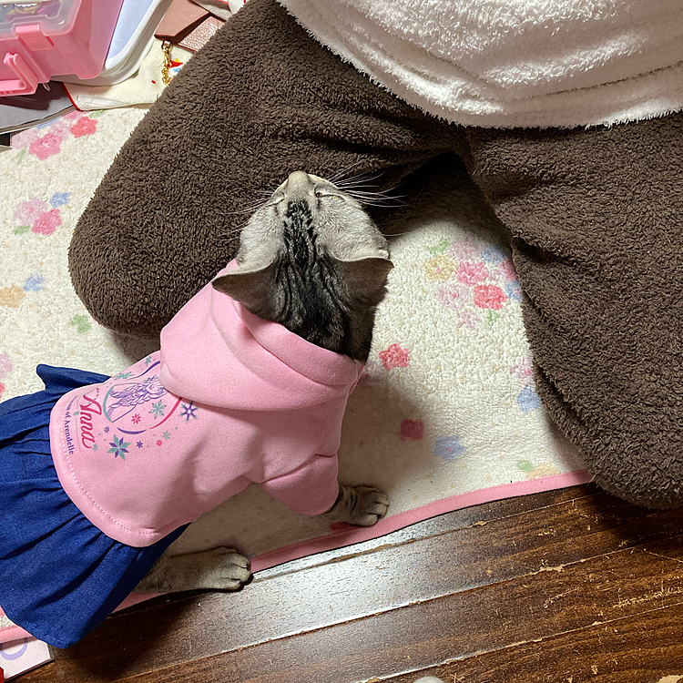 ジュリちゃんパパのところへ甘えに行きました^ ^