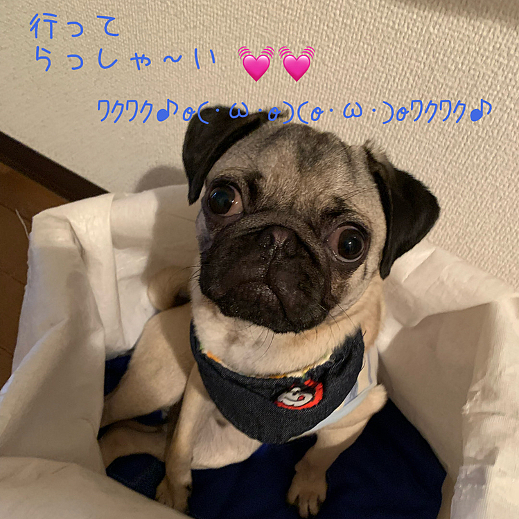 今日のマイルス🐶❤️🐾