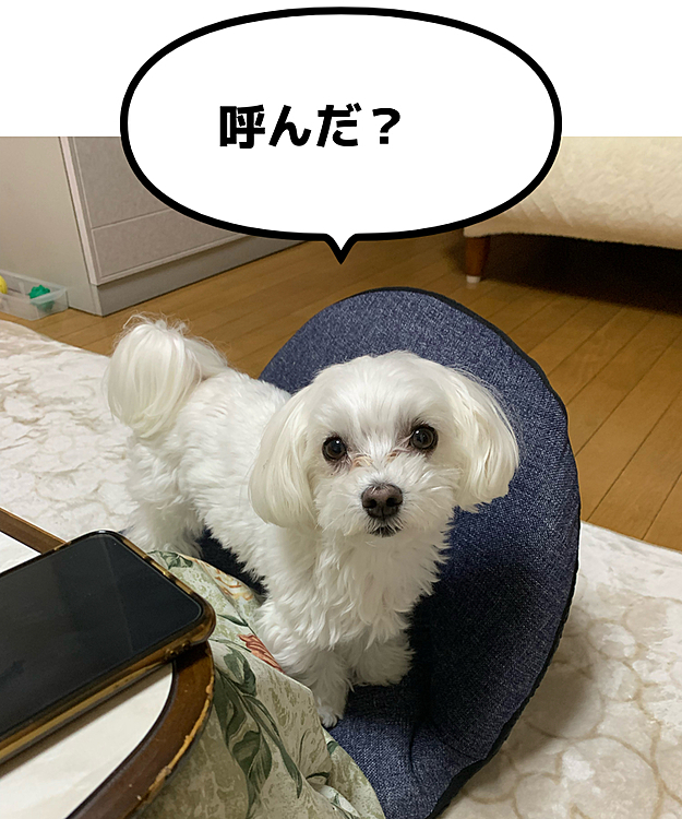 『蘭丸！』と呼んだらこの表情(笑)