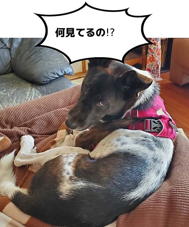 間違ったコタツの使い方（笑）