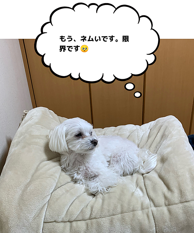 あのぅ…ママの布団の上で
寝ようとしてる蘭丸さん。
移動させるのも可哀想な感じです(笑)