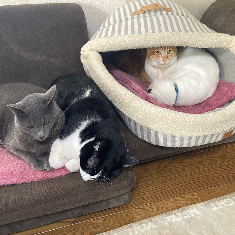 ヒマちゃんは猫団子には入らず、人の膝に乗りたがります(^^;)