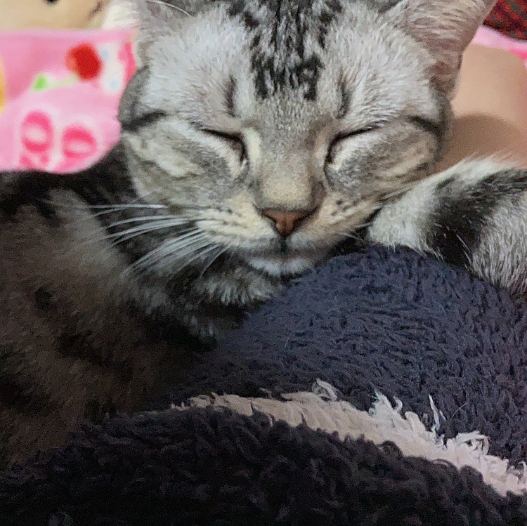 ジュリちゃんママの腕を枕にとうとうネンネ❤️
ママ腕痺れてます！笑