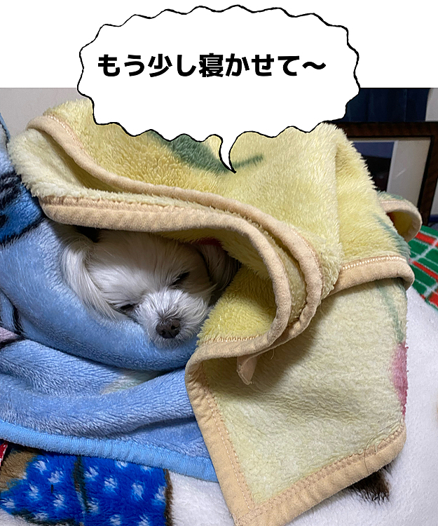 そろそろ起きてよ〜