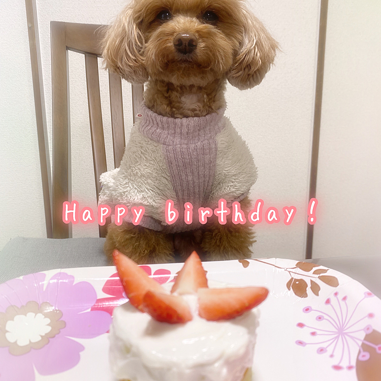 今日はモコちゃん誕生日です🎉6歳です🐶

