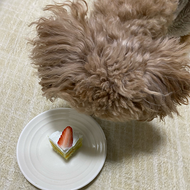 手作りケーキ🍰
ちょっと大きかったので4つにわけて今日は一切れあげました😉