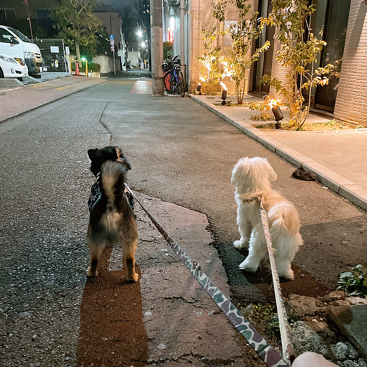 とらくん🐯 ポカリちゃん🐶

昨日からうちは家が大運動会の場となっております😂

