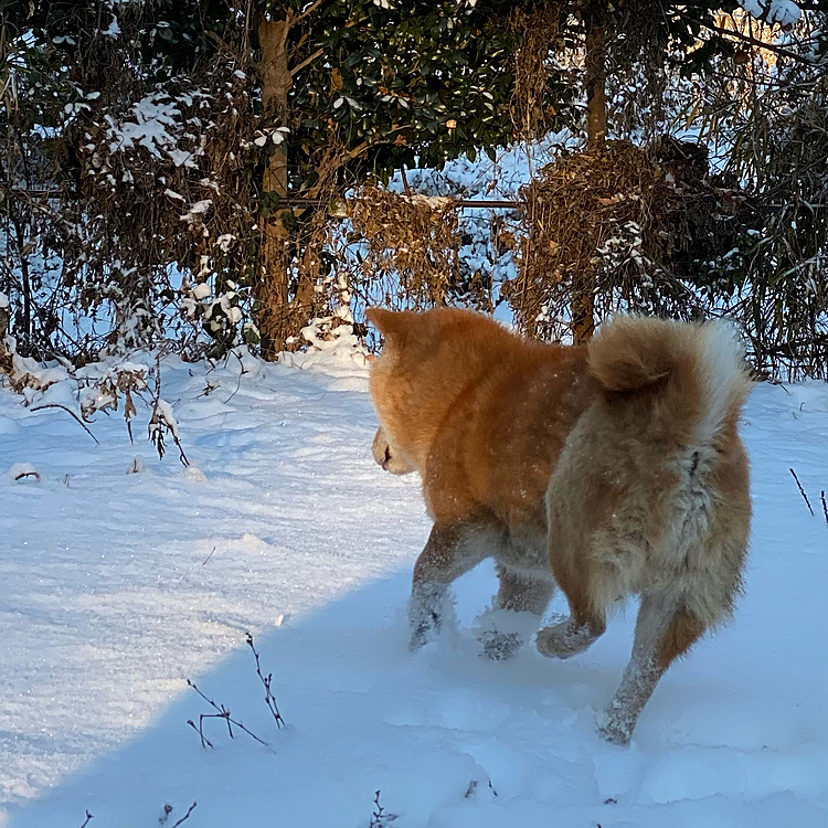 ももたろうの朝は早い☀️

よろけて転びながらも、
お庭を勢いよく斜め走りしていきます🤣🤣
こんなに走れるようになって…
と眺めていると雪に顔から突っ込んで倒れてたりします😅