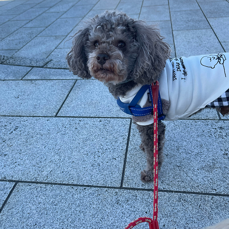 お姉ちゃんのギックリ腰も治って久しぶりに長距離散歩☆僕がリードして歩いたよ！