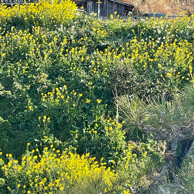 もう菜の花綺麗でたくさんクスクスしてきた！くしゃみ出たよ(笑"
